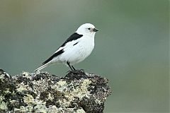 Snow Bunting